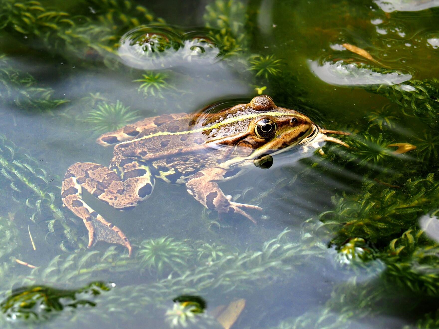 frogs-in-hot-water-foresight4food